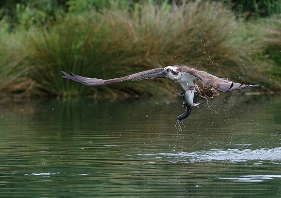 Western Osprey © Jill Dyson Orme HC