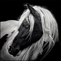 Trigger © Michael Robertson-Smith HC