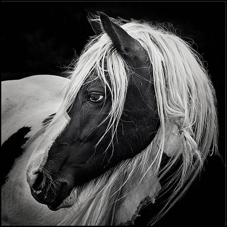 Trigger © Michael Robertson-Smith HC
