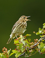 Tree Pipit Singing © Derek Walton 3rd