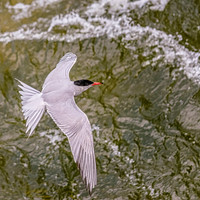 Common Tern © Michael Robertson-Smith - C