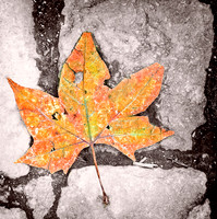 Autumn Colours © Michael Robertson-Smith - HC