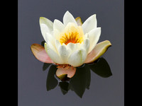 Floating © John Roach - 1st