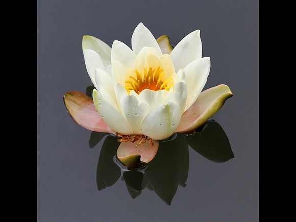 Floating © John Roach - 1st