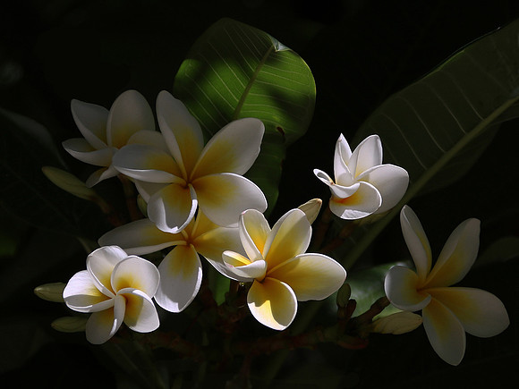 Plumeria Flowers © David Hotten - 1st.
