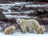 Polar Bear mother and cubs © Heather Wood - HC