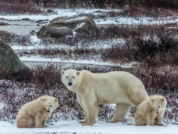 Polar Bear mother and cubs © Heather Wood - HC