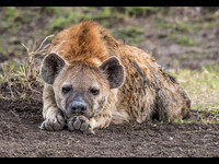 Resting Hyena © Mary Kirkby - 1st