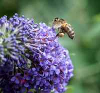 Bee © Dick Prior
