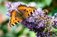 Tortoiseshell Aglais urticae © Dick Prior