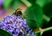 Buff tailed bumblebee Bombus terrestris © Dick Prior