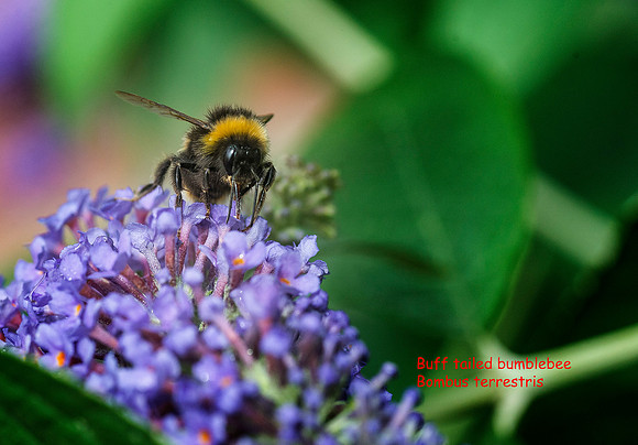 Buff tailed bumblebee Bombus terrestris © Dick Prior