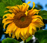 7 Plant © Phil Welch