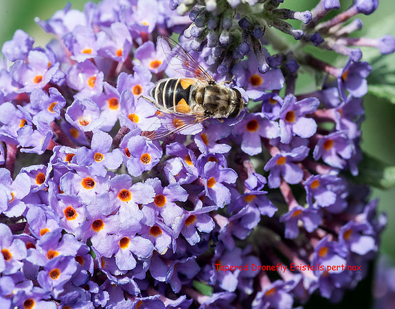 Tapered Drone fly Eristalis pertinax © Dick Prior