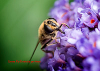 Drone Fly Eristalis pertinax © Dick Prior