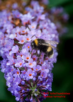 Buff tailed bumblebee Bombus terrestris © Dick Prior
