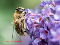 Drone Fly Eristalis pertinax © Dick Prior