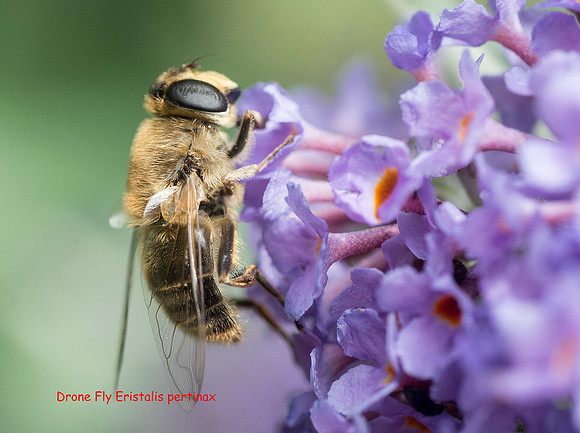 Drone Fly Eristalis pertinax © Dick Prior
