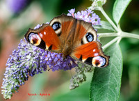 Peacock - Aglais io © Dick Prior