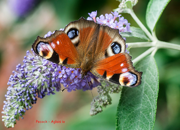 Peacock - Aglais io © Dick Prior