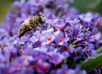 Buddleia Bush