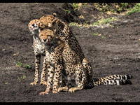 Cheetah Family © Mary Kirkby - 1st