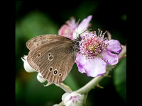Ringlet on Bramble © Dick Prior - 3rd