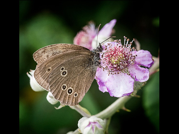 Ringlet on Bramble © Dick Prior - 3rd