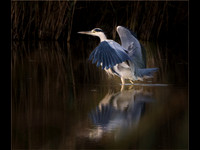 Grey Heron Wing Stretch © Peter Gilbert - 2nd=