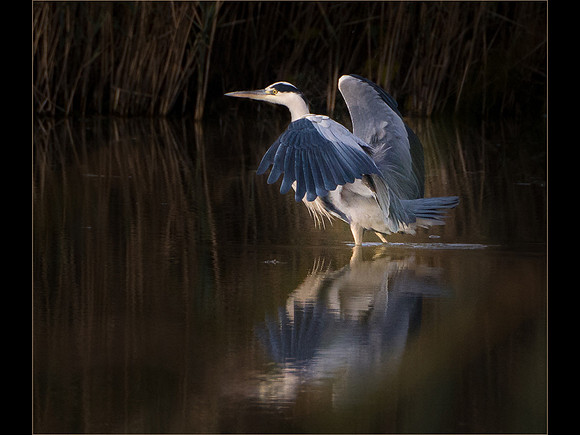 Grey Heron Wing Stretch © Peter Gilbert - 2nd=