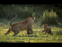 Lioness Playing with Cub © Mary Kirkby - 2nd=