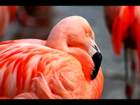 Fed Up © John Edwards - HC