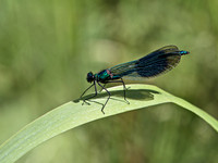 Male Banded Demoiselle Dragonfly © Malcolm Ranieri - HC