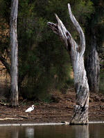 Egret on the River Bank © David Hotten - 3rd.