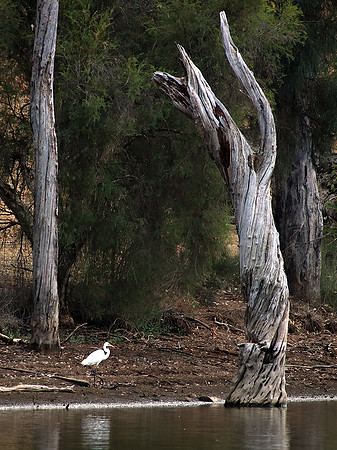 Egret on the River Bank © David Hotten - 3rd.