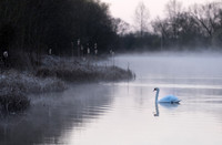 Swan Lake © Paul Thomas - 1st.