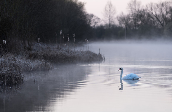 Swan Lake © Paul Thomas - 1st.