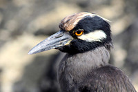 Eyeing up the situation © John Edwards - HC