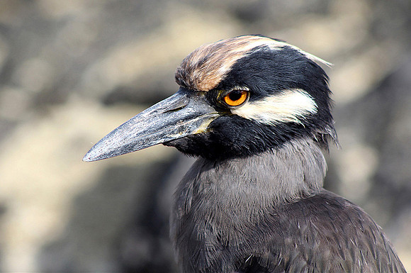 Eyeing up the situation © John Edwards - HC