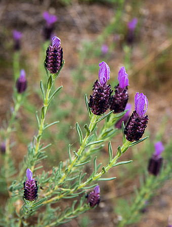 Wild Lavender ©Andrew Leask - 2nd