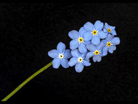 Forget Me Not © Phil Welch - C