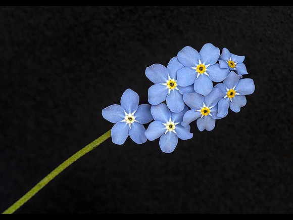 Forget Me Not © Phil Welch - C