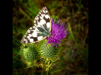 Marbled White © Cliff Armstrong - C