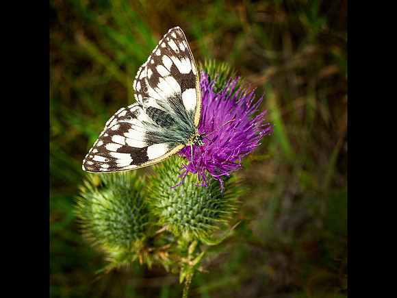 Marbled White © Cliff Armstrong - C