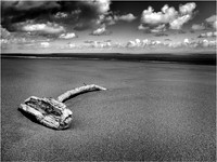 Driftwood © David P Howard - C