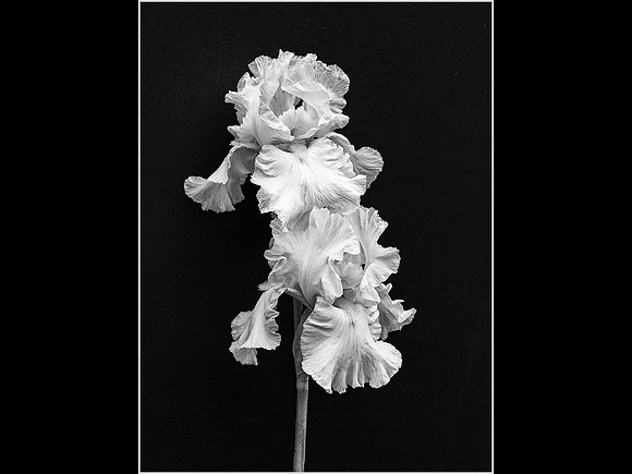 Iris © Cliff Armstrong - C