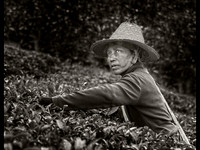 Yunnan Tea Lady © Dick Prior - 2nd=