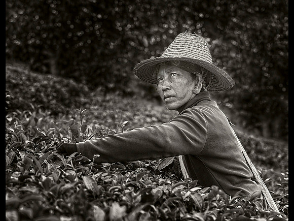 Yunnan Tea Lady © Dick Prior - 2nd=