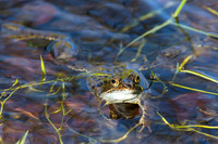 Common Frog © Dawn Breese - 3rd=