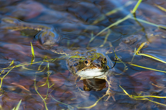 Common Frog © Dawn Breese - 3rd=